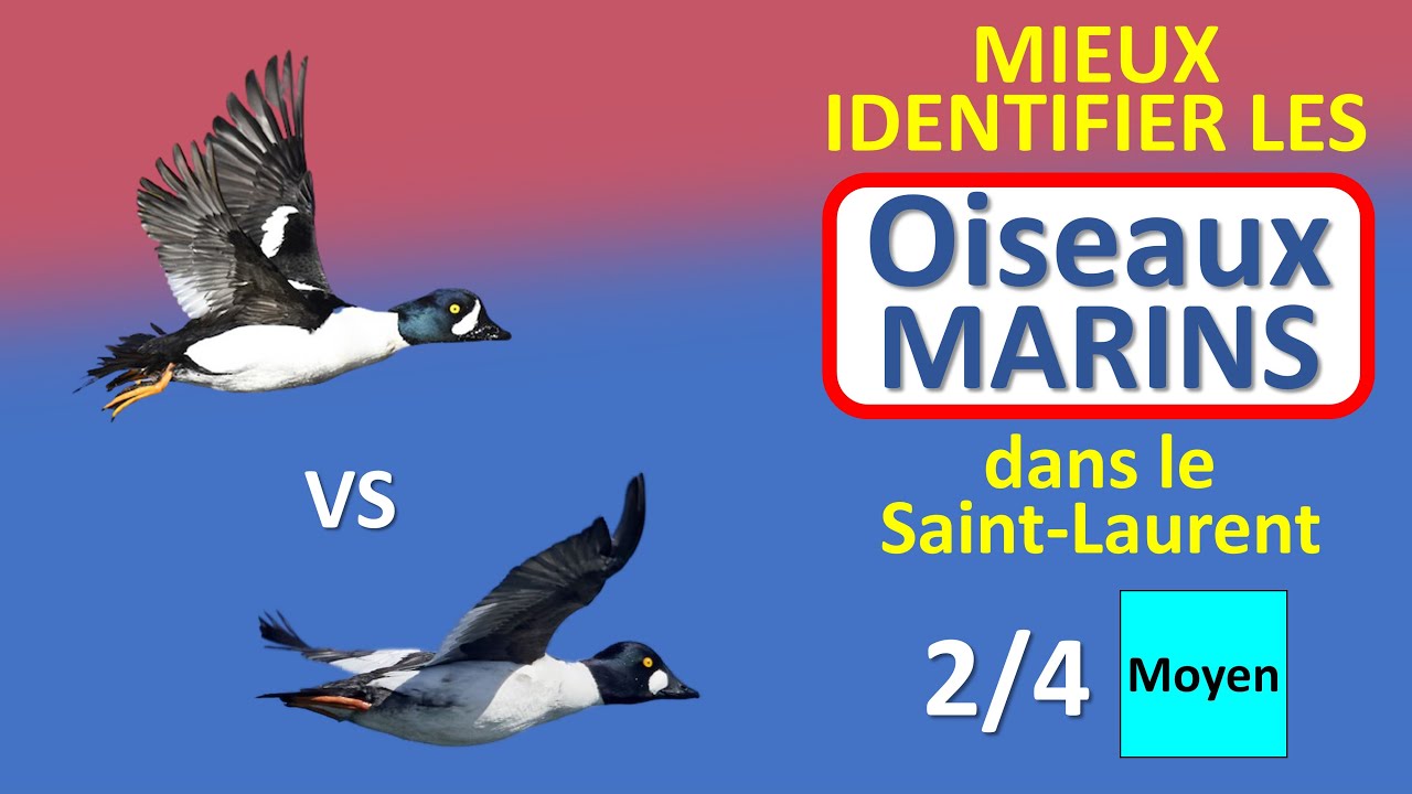 Oiseaux marins du Saint-Laurent (2/4) – C’est quoi cet Oiseau? No 5