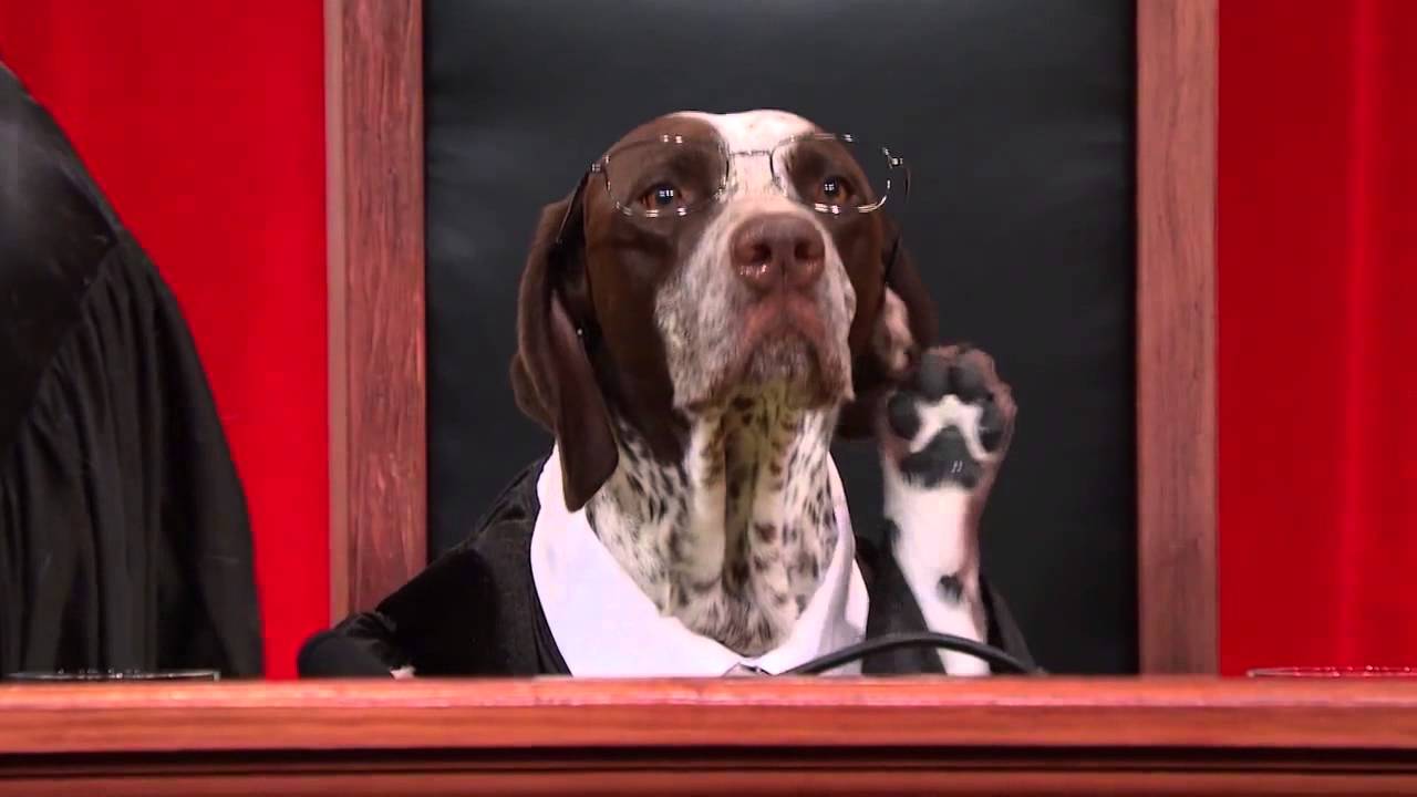 Wood v.  Moss - #RealAnimalsFakePaws #PuppyJustice