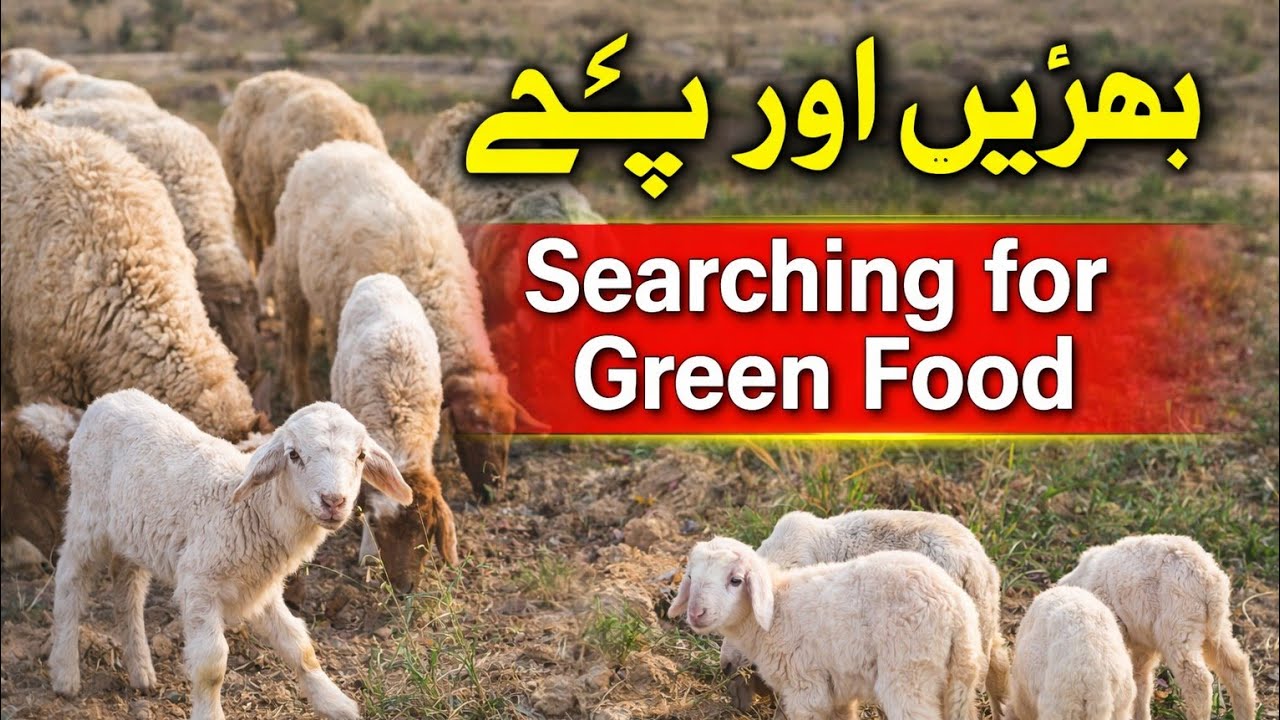 یہ معصوم بچے بھوکے رہ جائیں گے؟ 😢🐑 | Will These Lambs Stay Hungry