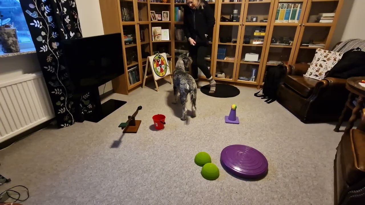 ITDC TASK 5  2025: Ready, Set, Paw - Sport and Fitness