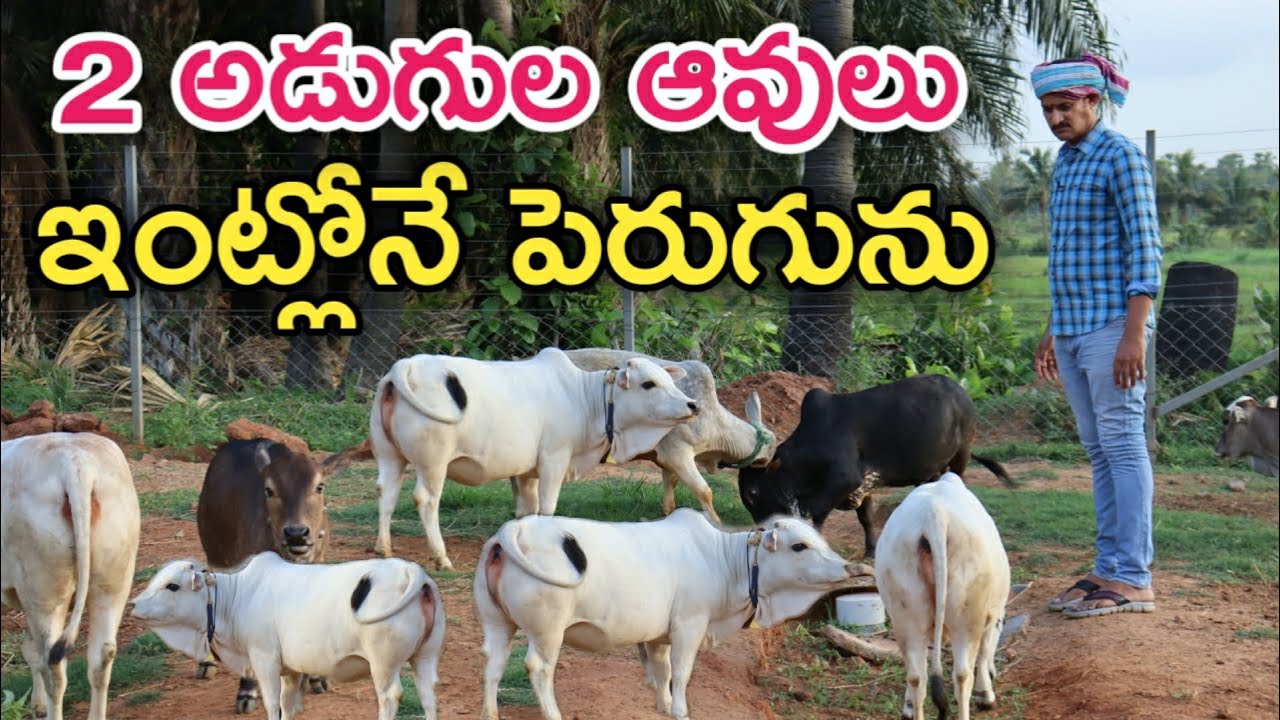 ఎక్కడ, ఎప్పుడు చూడని 2 అడుగుల పొట్టి ఆవులు🐄 | Miniature Cows | Rythubadi