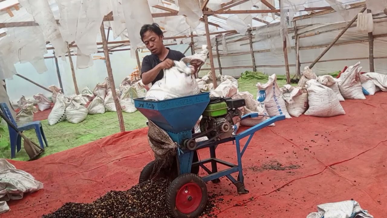 Proses pemecahan kopi basah ( Gojer kopi )