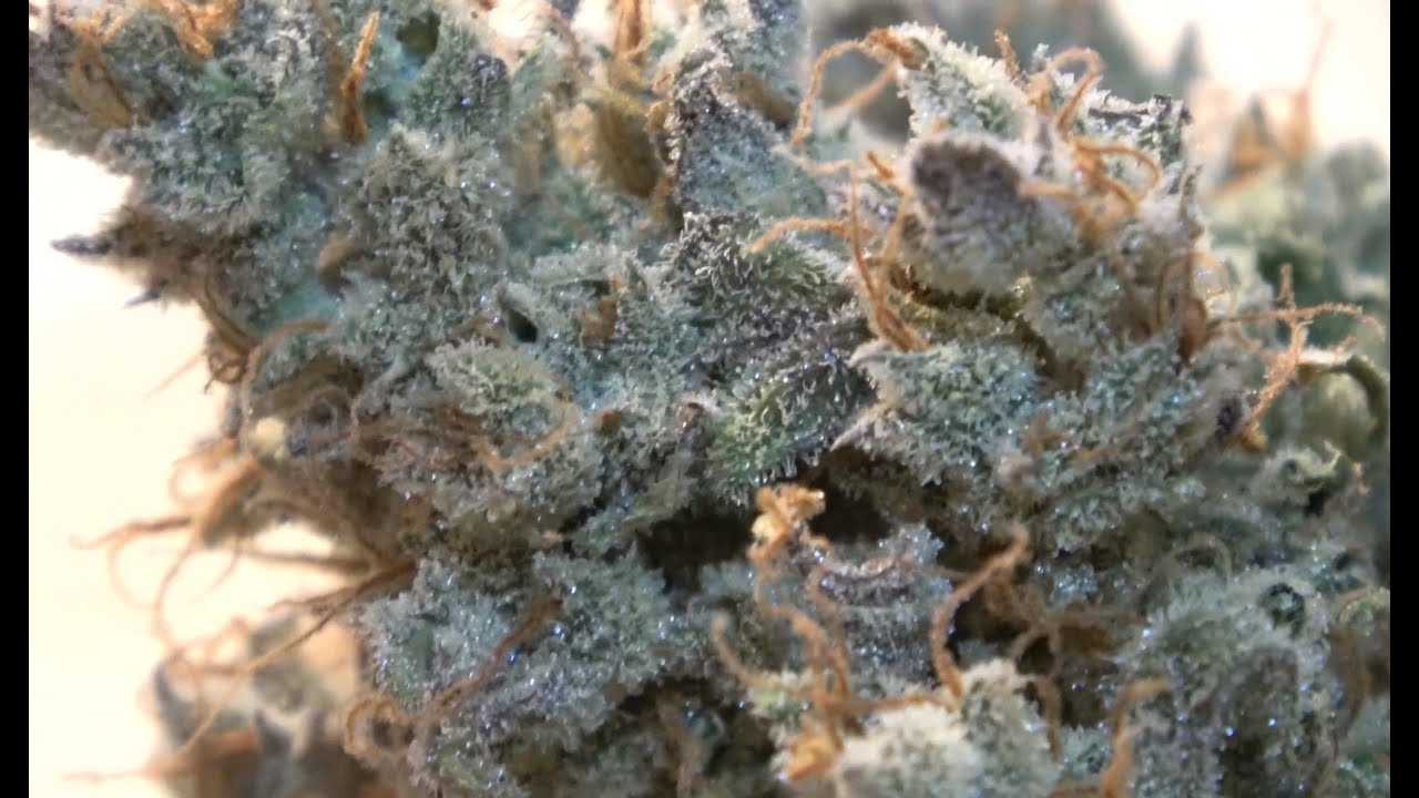 Growing organic cannabis and some nice buds!!!!