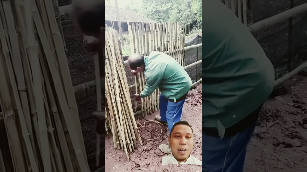 Skill membuat pagar dari bambu dengan sangat mudah #shorts
