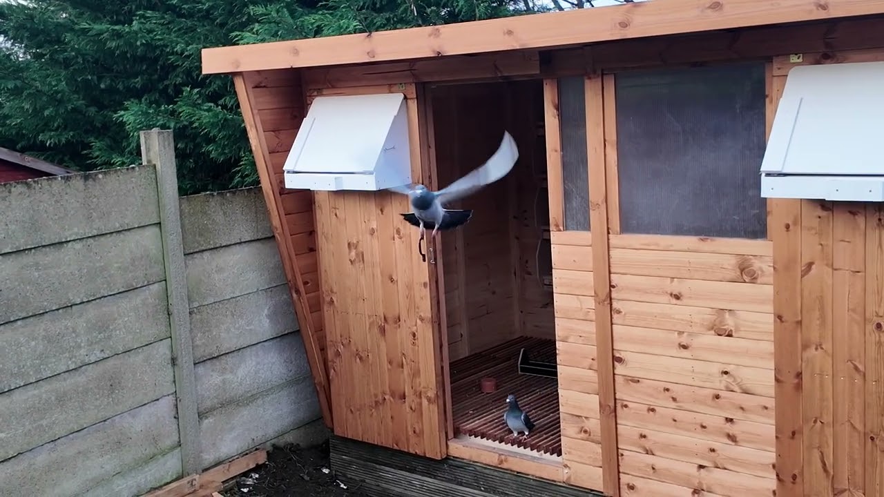RACING PIGEONS ARE CONFUSING 