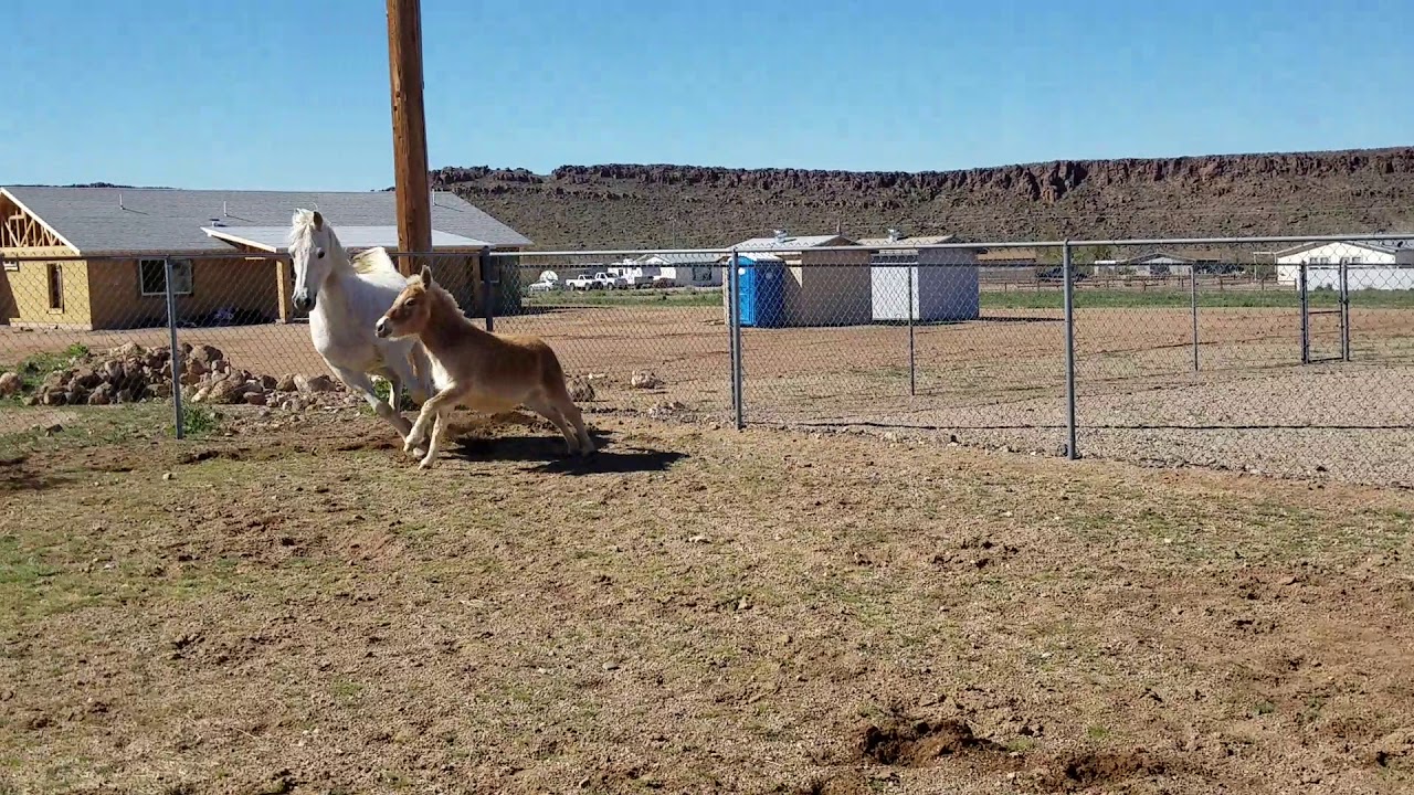 Mini mule Lola's amazing trot!