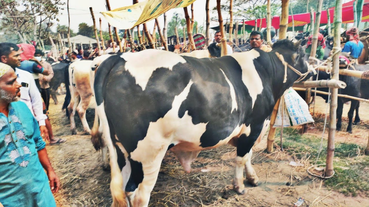গরুর বাজার আপডেট।10 March 26 Cow Market Cow price । ঈদের উপলক্ষে দেওহাটা হাটে গরুর দাম কেমন। 