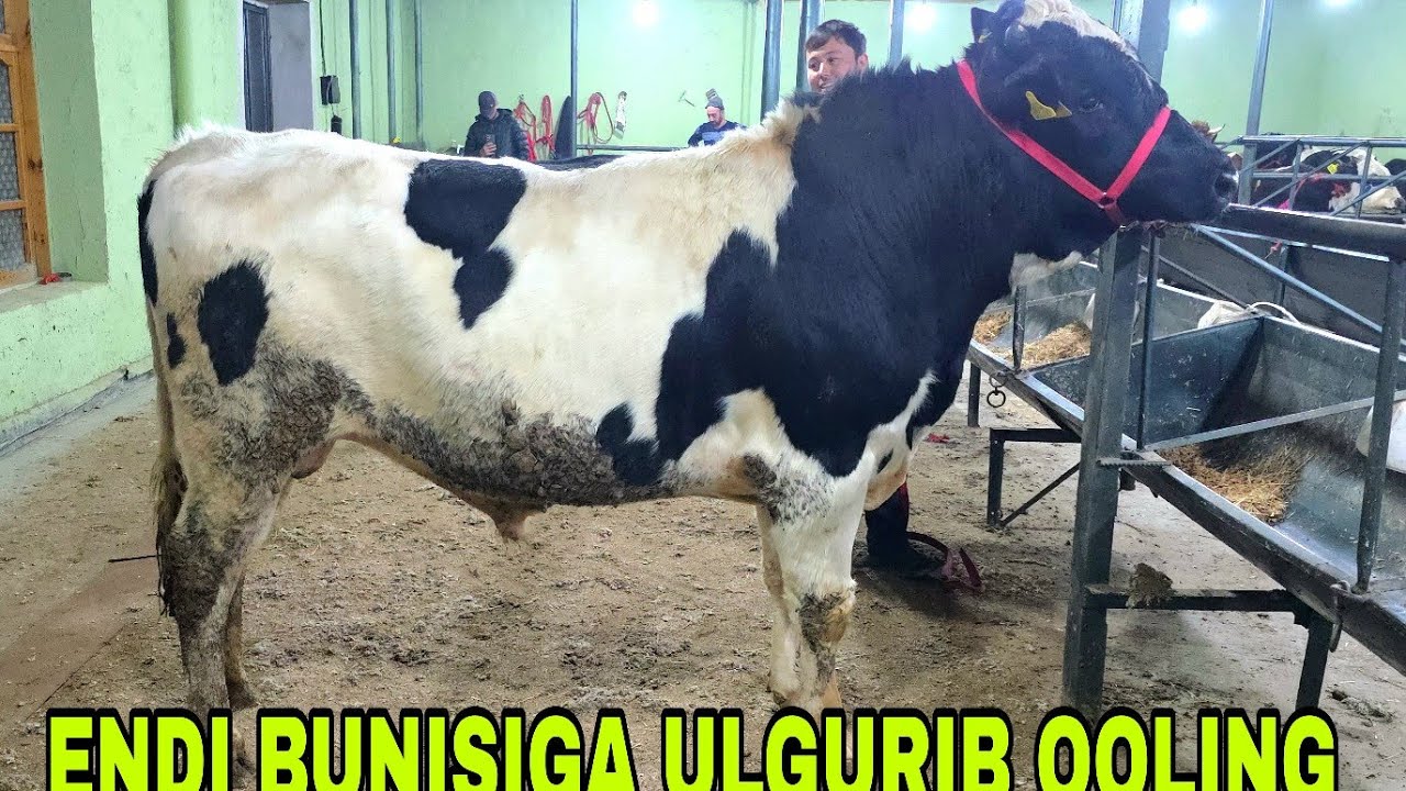 Xalq arzonchisi Shamshodjonda yana go'zal g'unajinlar va kuchli buqalar 13-yanvar, 2026