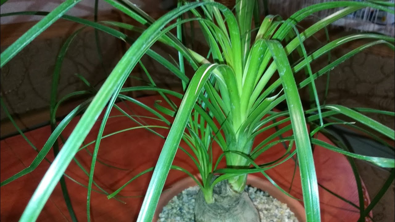 BEUCARNEA  (НОЛИНА)ПЕРЕСАДКА СПУСТЯ 2,6 ГОДА