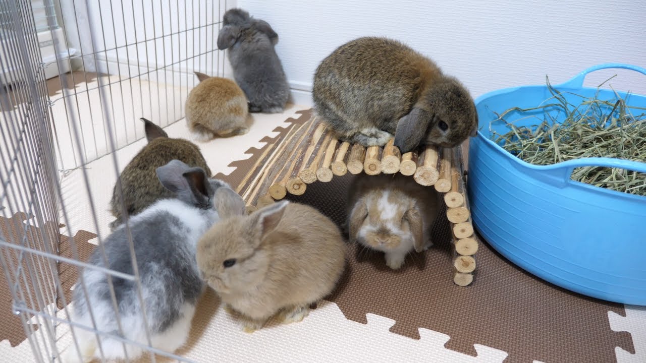 2家族の赤ちゃん総勢7匹による、わちゃわちゃうさぎ幼稚園