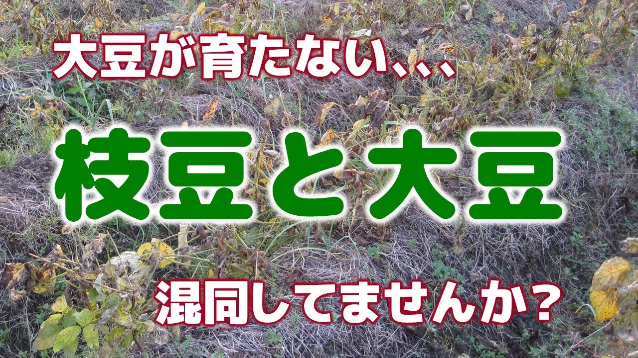 自然農法　大豆が育たない、、枝豆と大豆　混同していませんか？