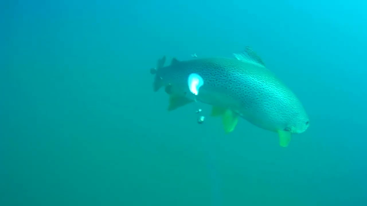 Giant Wild Brown Trout - Underwater Footage from Northern Norway