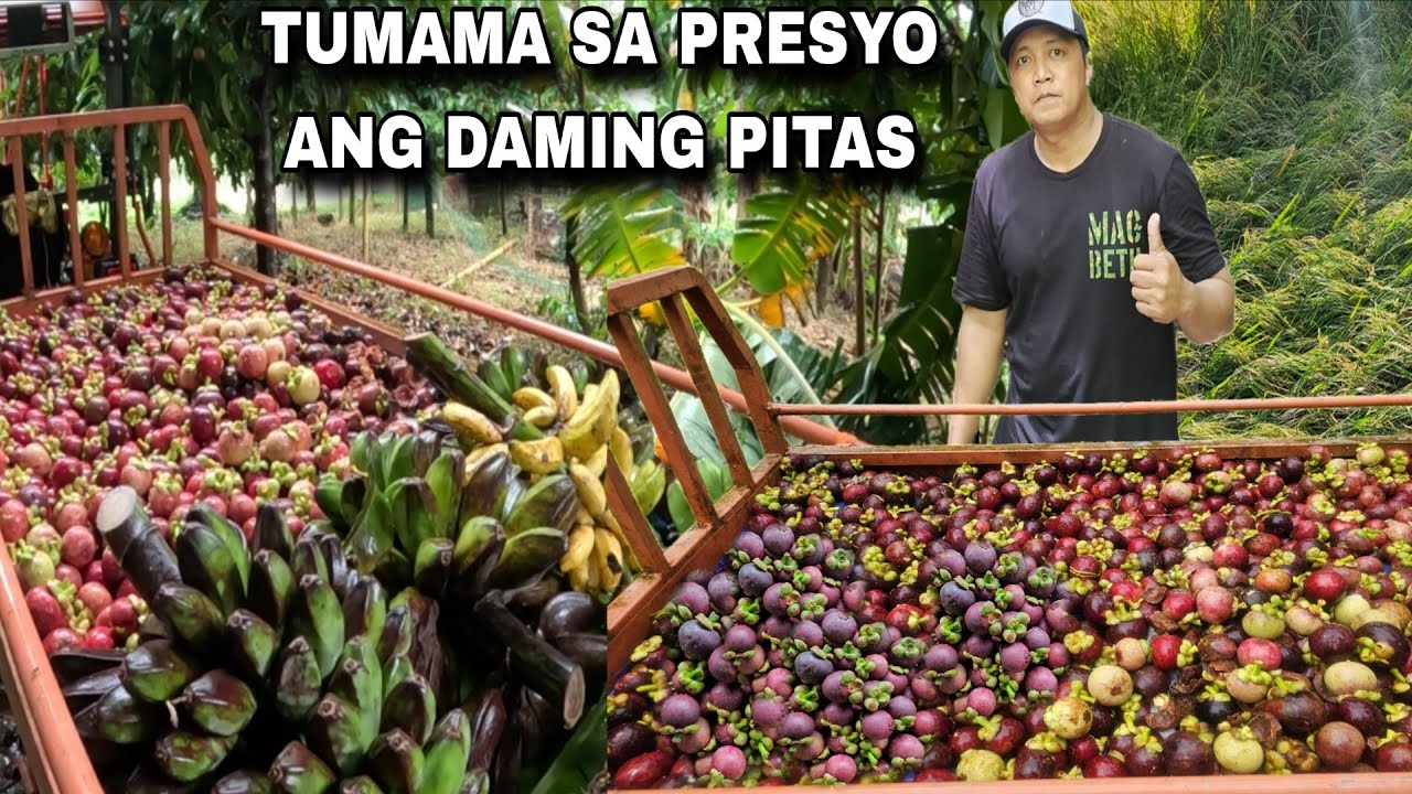 Swerte Tinamaan mataas na presyo ng Prutas Mangoesteen  Sobrang daming Pitas Puno si KUBOTA 