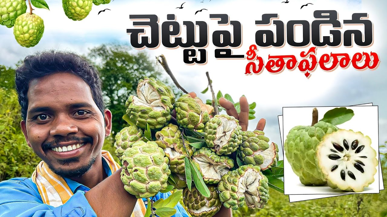 Custard Apple : చెట్టుపై పండిన నాటు సీతాఫలాలు | ఈ ఊరినిండ సీతాఫలాలే 😋 | Araku Tribal Culture