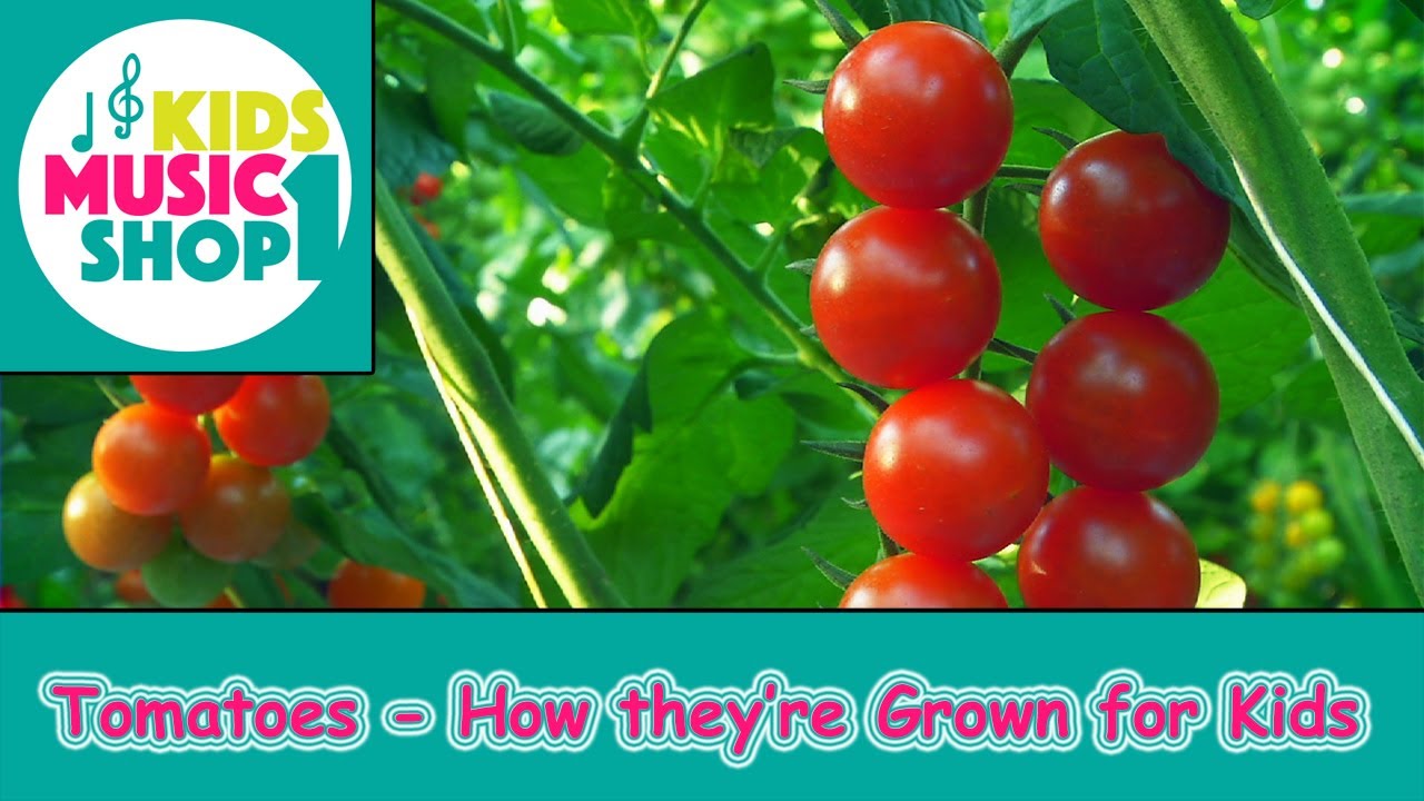 Tomatoes - How they're Grown for Kids