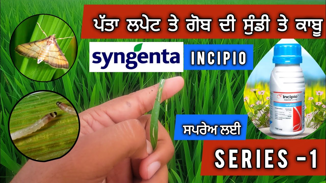 ਪੱਤਾ ਲਪੇਟ ਤੇ ਗੋਬ ਦੀ ਸੁੰਡੀ ਤੇ ਕਾਬੂ ਲਈ ਸਪਰੇਅ SERIES - 1 , INCIPIO by SYNGENTA 