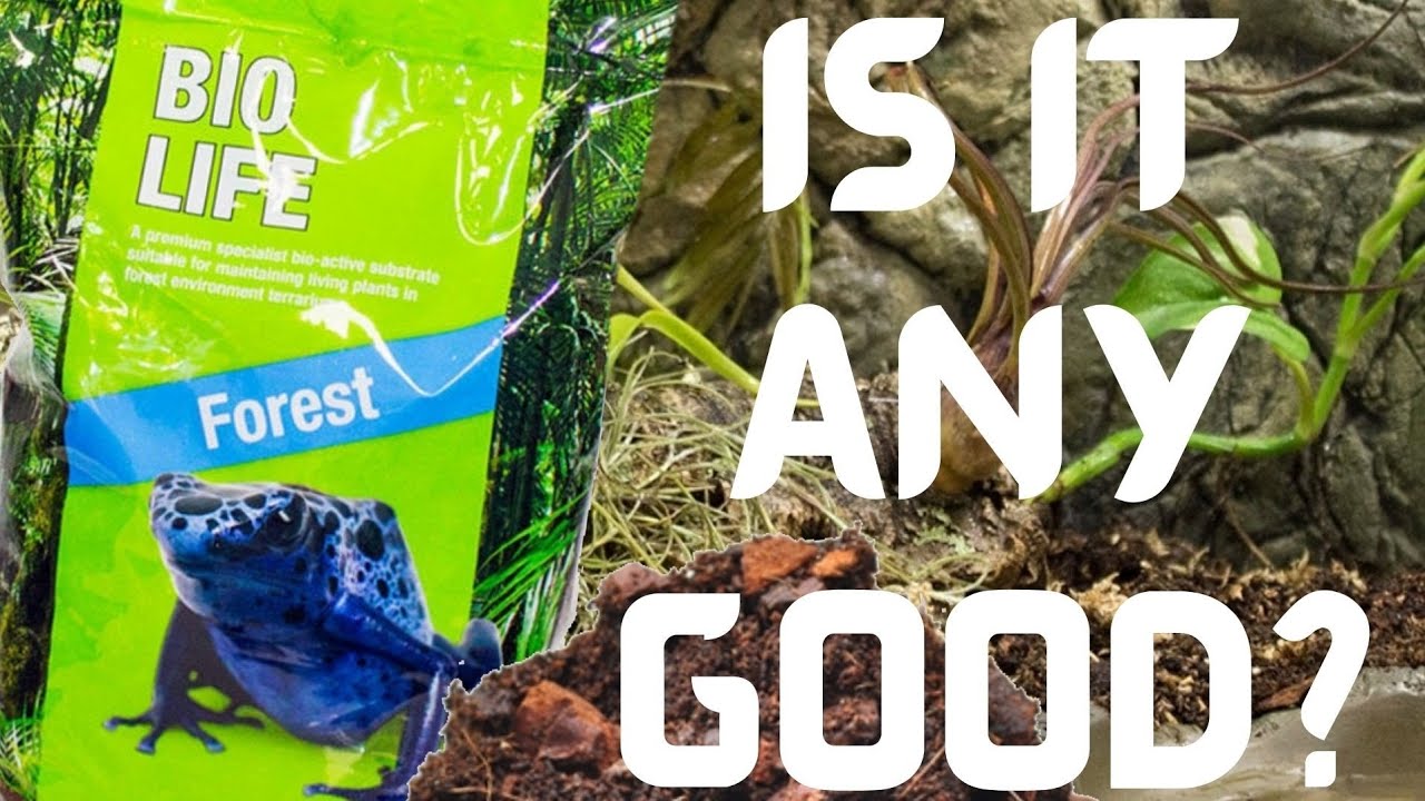 The BEST Bioactive Substrate ? Prorep BioLife Forest Substrate Review