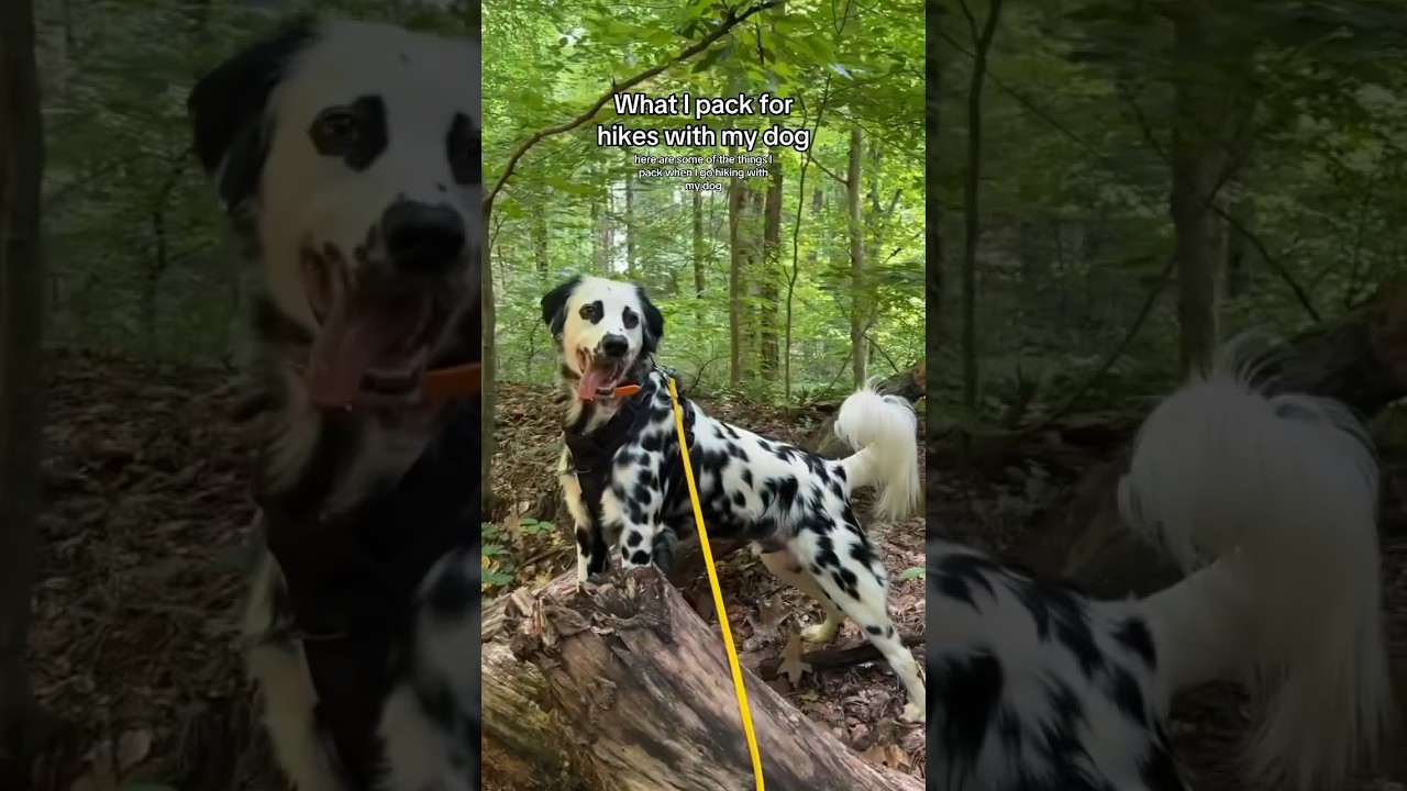 Необходимые вещи для похода с собакой 🐕🍃🪵🥾 #Собака #Собаки