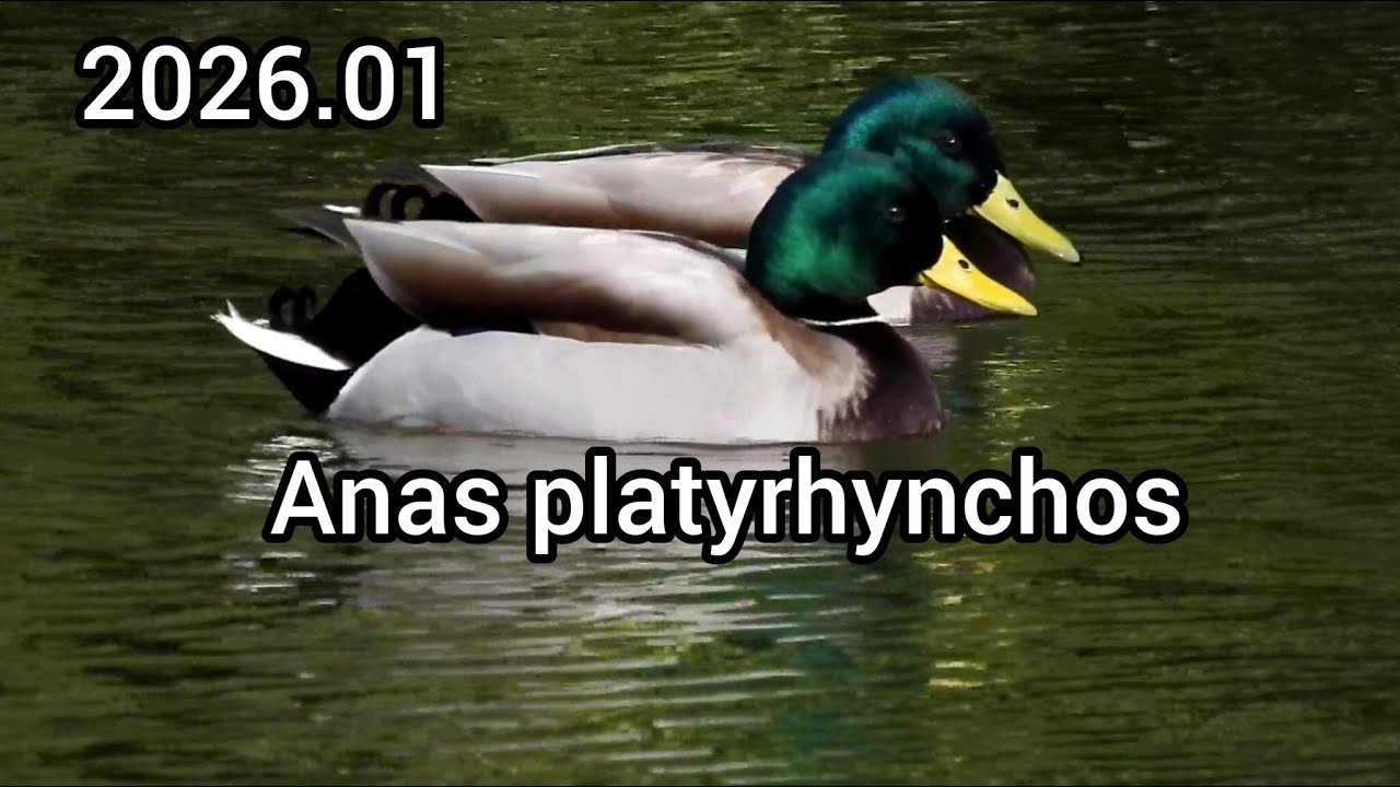 マガモ (Anas platyrhynchos) / Mallard duck / 公園のカモ じゅん菜池緑地 / 2026年1月