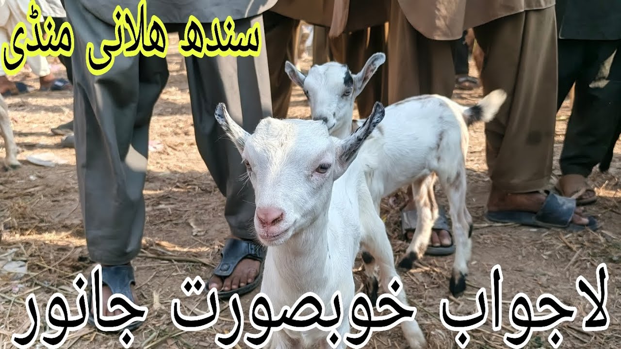 Sindh Halani Mandi#cattleworld #animalfarming #farming #beautifullgoats #cow #farming #cow #farming 