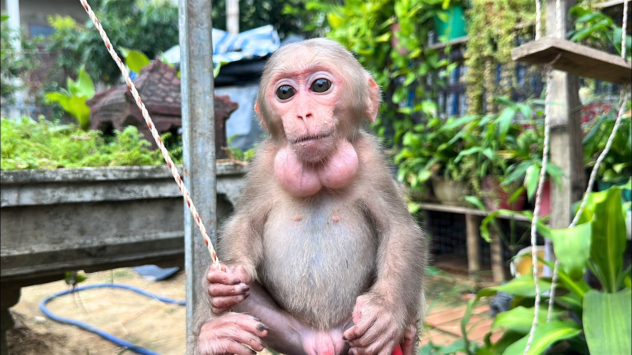Trapped or trying to escape? The sight of the baby monkey climbing the fence leaves everyone stunned