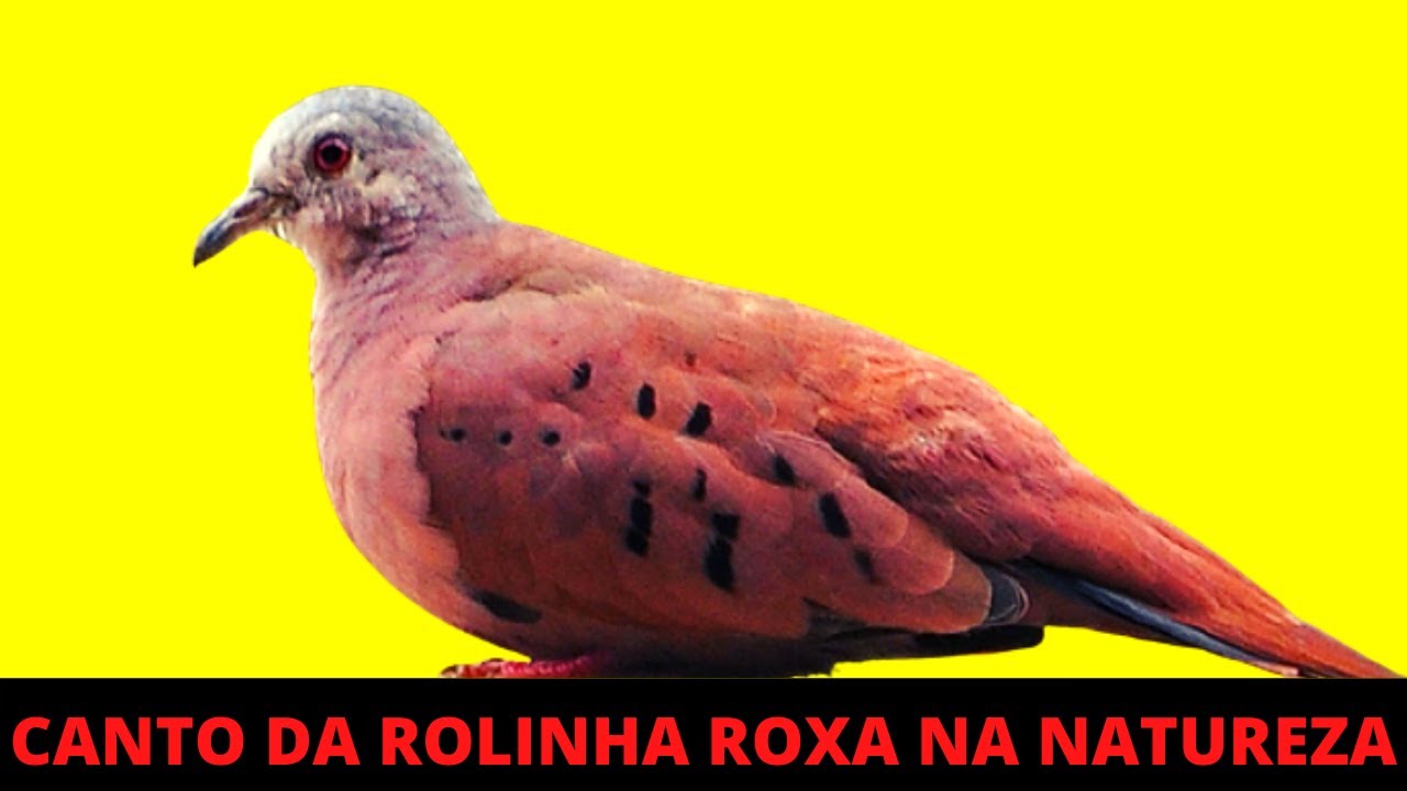 CANTO DA ROLINHA ROXA NA NATUREZA