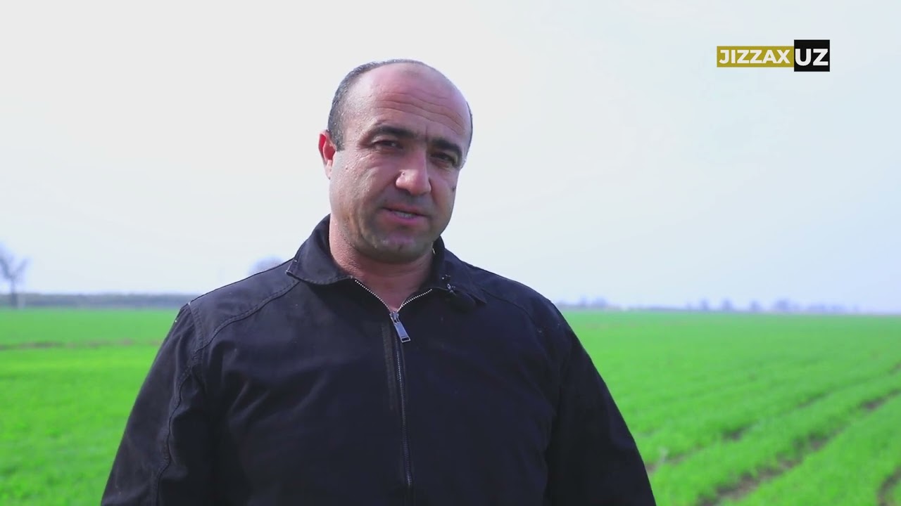 Mirzacho‘da g‘alla maydonlarida dorilash ishlari agrotexnik meyorlar asosida amalga oshirilmoqda
