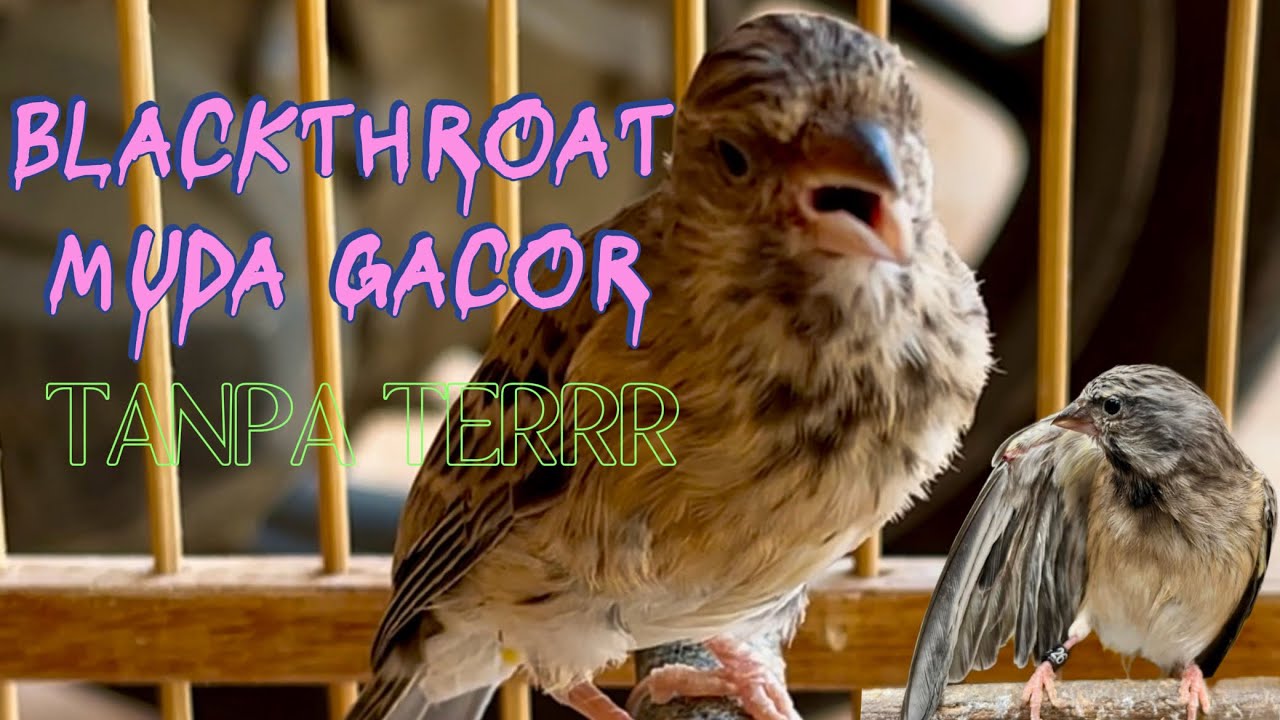 BLACKTHROAT GACOR || Pancingan burung malas bunyi