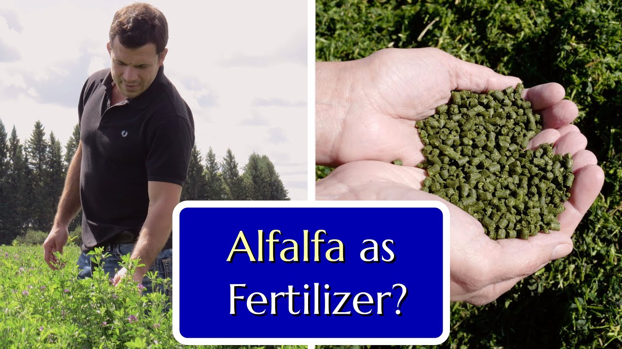 Alfalfa as a Fertilizer