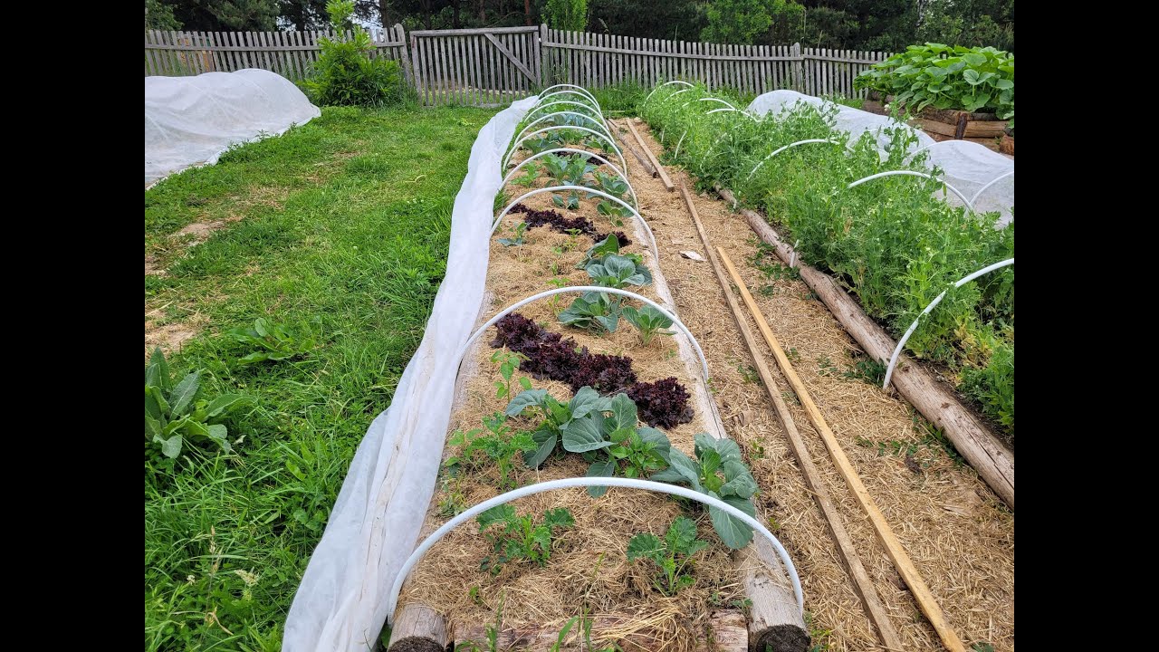 Potravinová soběstačnost - Jak sázet přerostlá rajčata do nádob