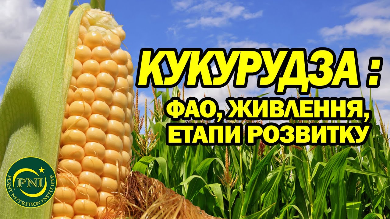 Вирощування кукурудзи: вибір гібриду, основи живлення, етапи розвитку
