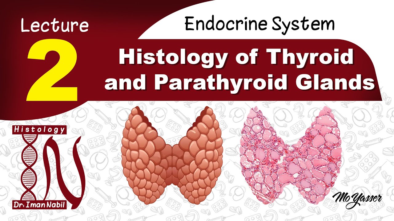 2a-Histology of thyroid gland-Endocrine system