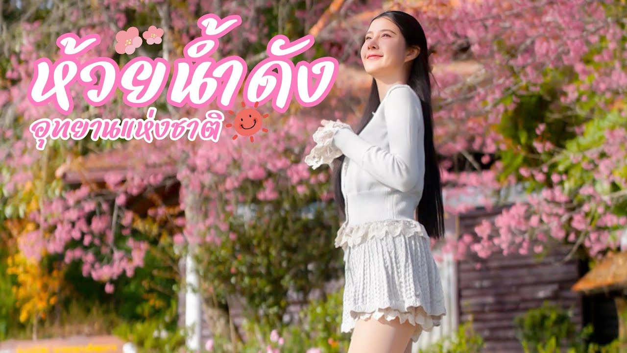 โลกสีชมพู ที่ อช.ห้วยน้ำดัง จ.เชียงใหม่ 