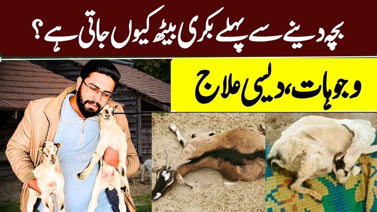 Why Does a Goat Sit Down Before Giving Birth? | Causes, Desi Treatment & Pregnancy Toxemia in Goats