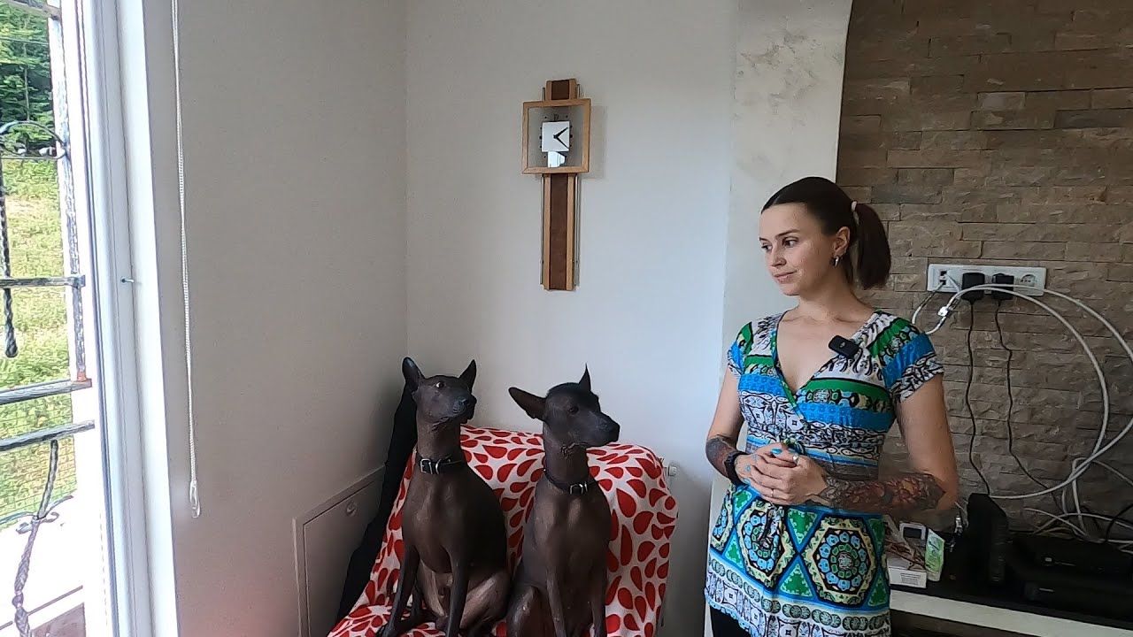 New tricks of my xolo dogs 🐾🐾