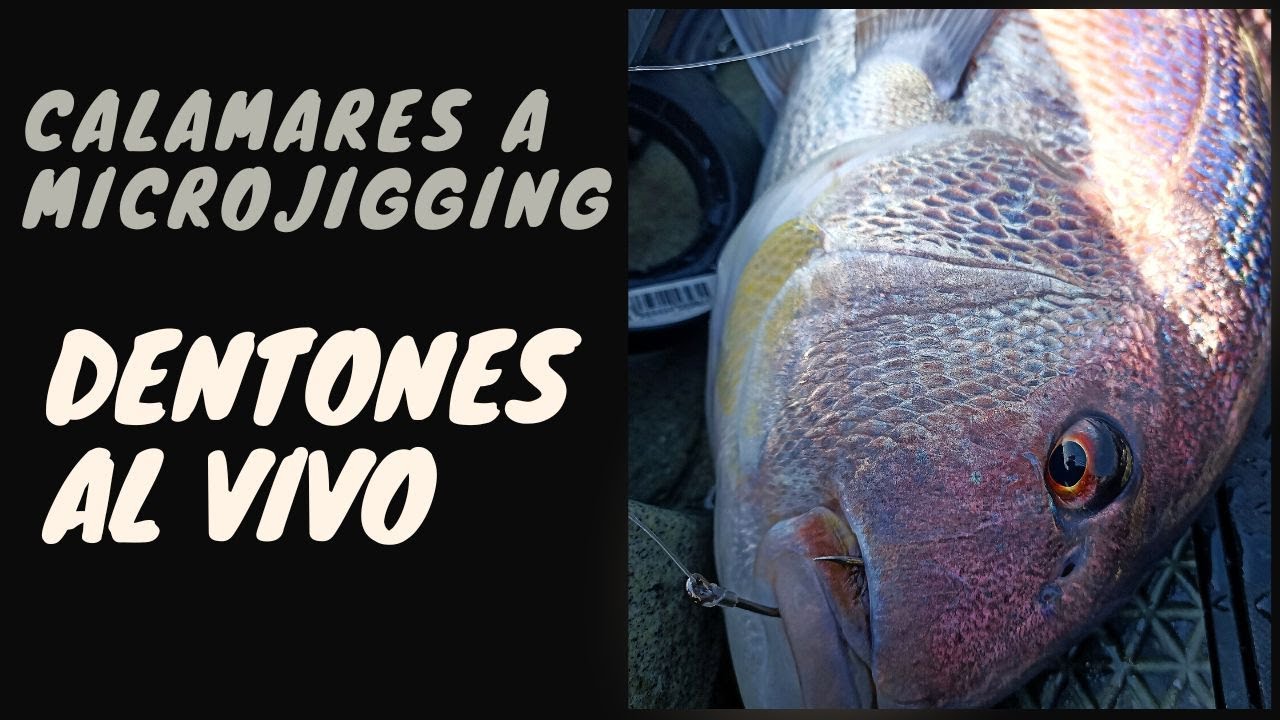 Calamares XL a microjigging y pesca al vivo improvisada.