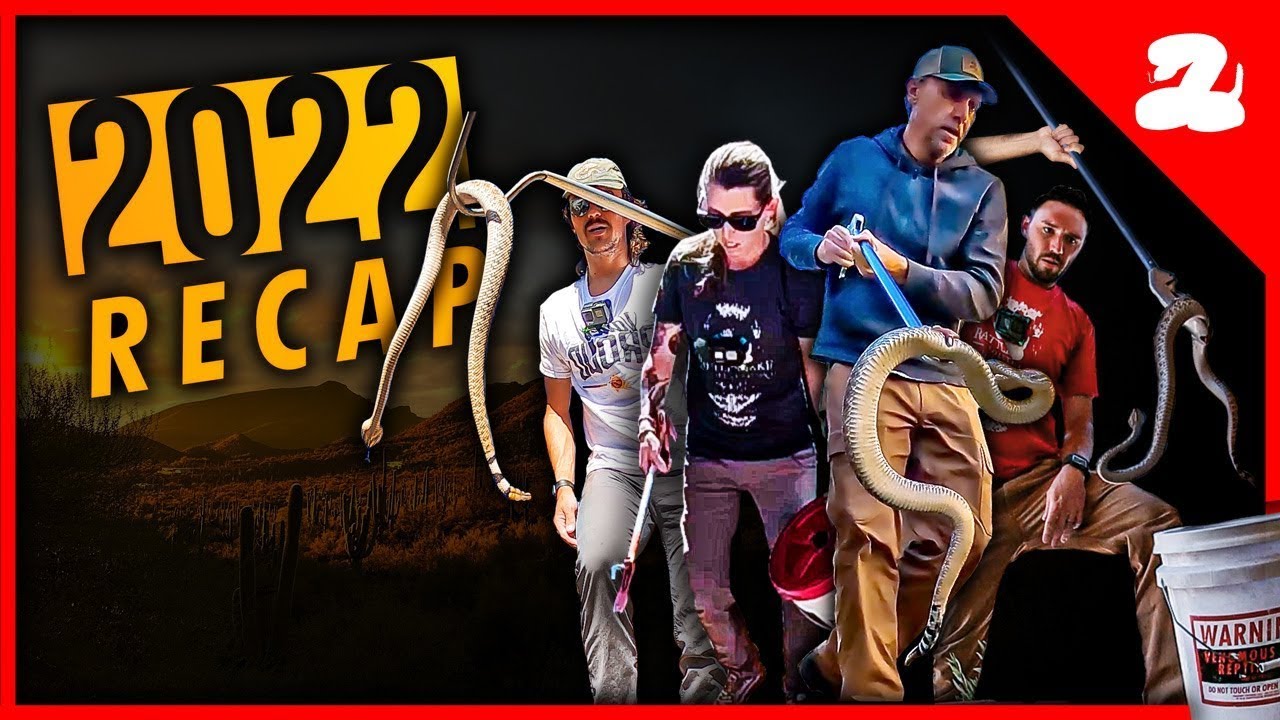 The Best SNAKE REMOVALS of 2022 Compilation