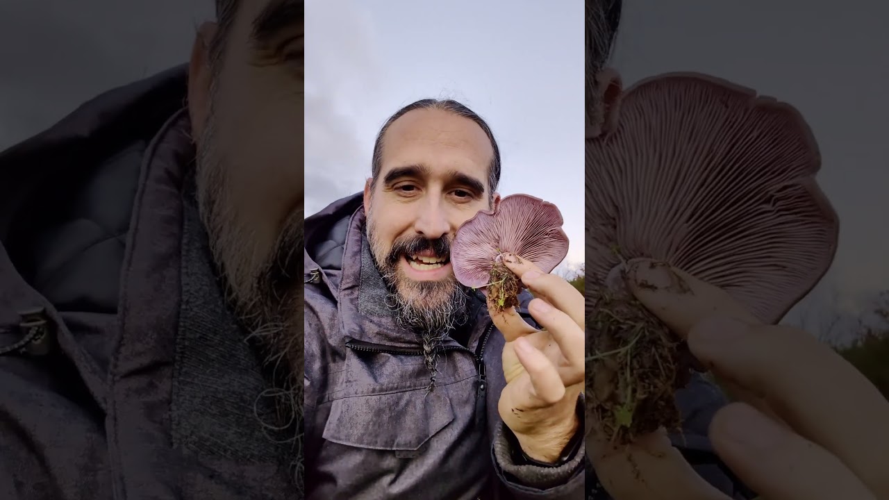 Clitocybe nuda, la mejor seta para empezar
