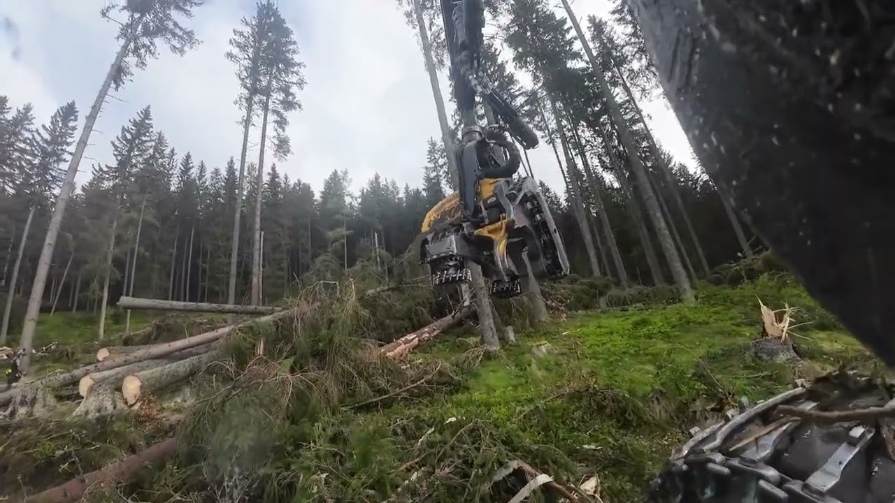 🌲 Windwurfaufarbeitung  ÷ MS 500i 🌲