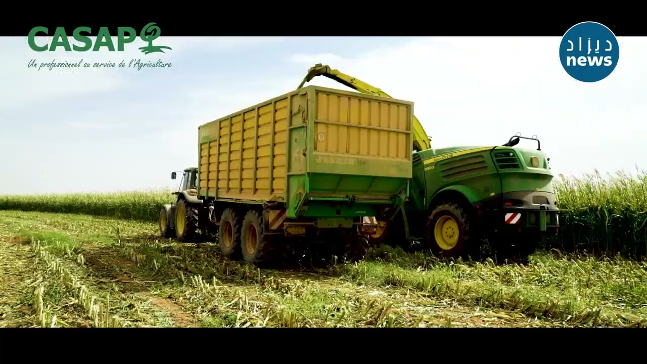 من حقول المنيعة الكبيرة....شاهدوا شركة كاساب الرائدة في القطاع الفلاحي تقدم صنفين من الذرة