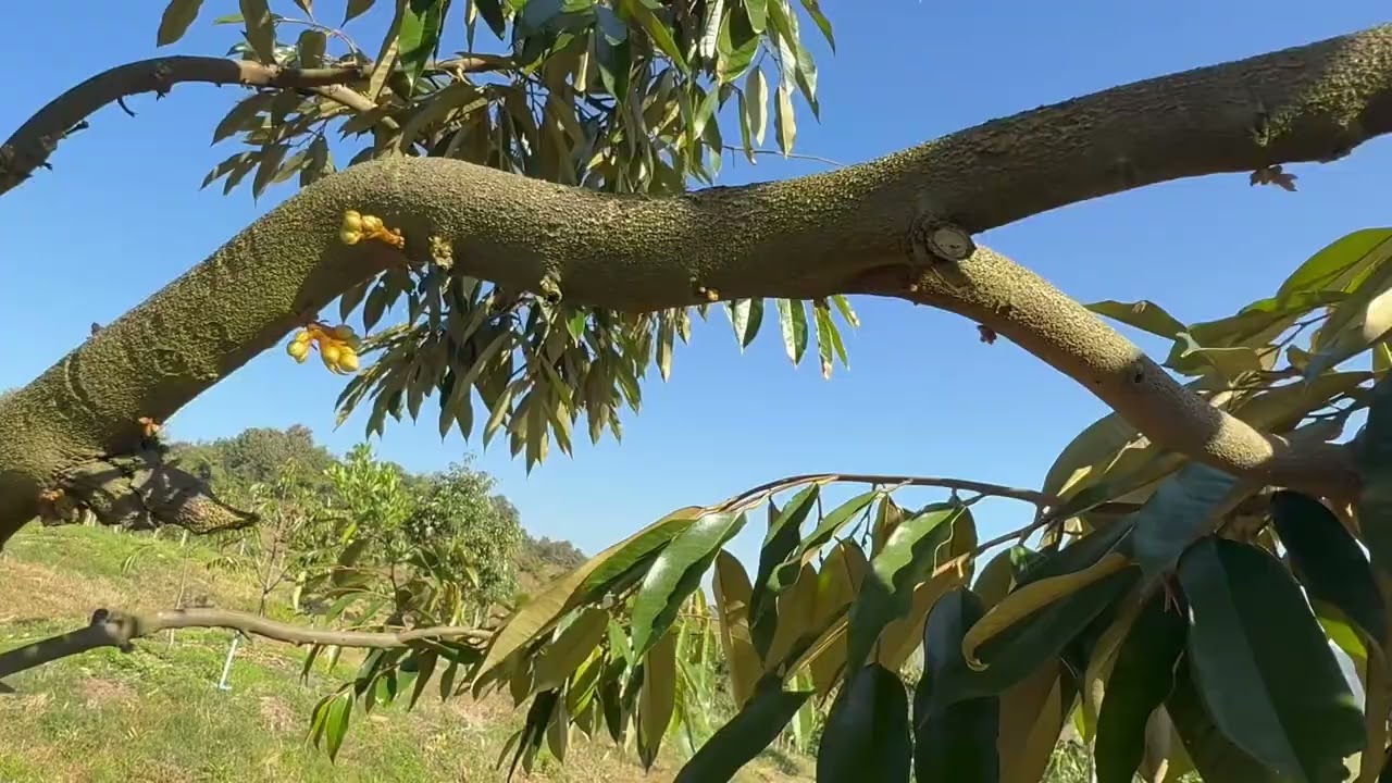 ทุเรียนทำดอก แม่สอด