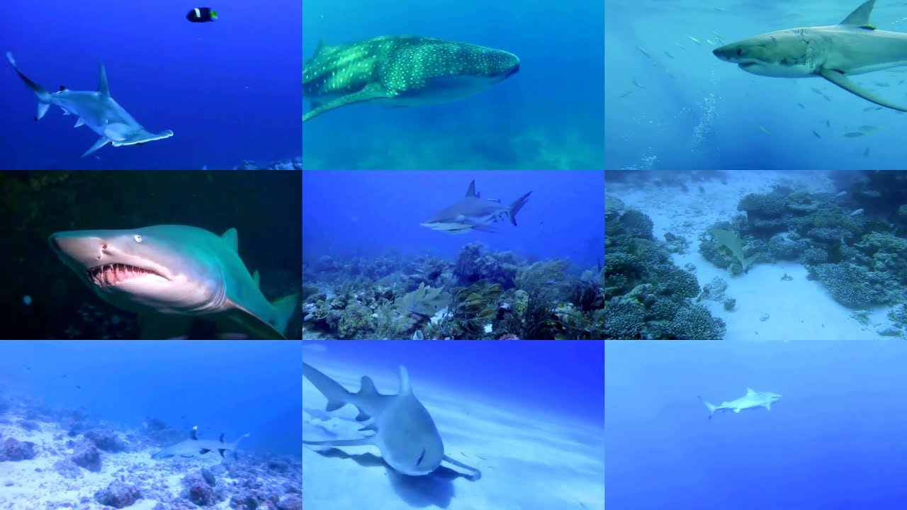 Sharks for kids: pronunciation in English (with videos)