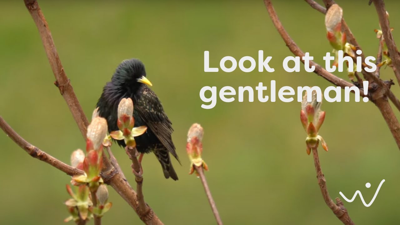 Common Starling Birdsong - Melodic Spring Call and Urban Nature Sounds 🌸