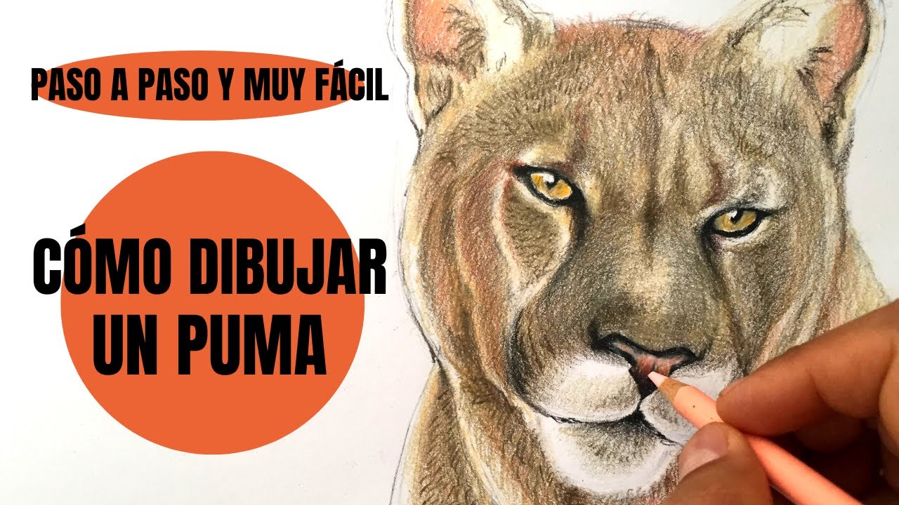 Te digo Cómo se Dibuja Un Puma realista Paso a Paso ¡Muy fácil!