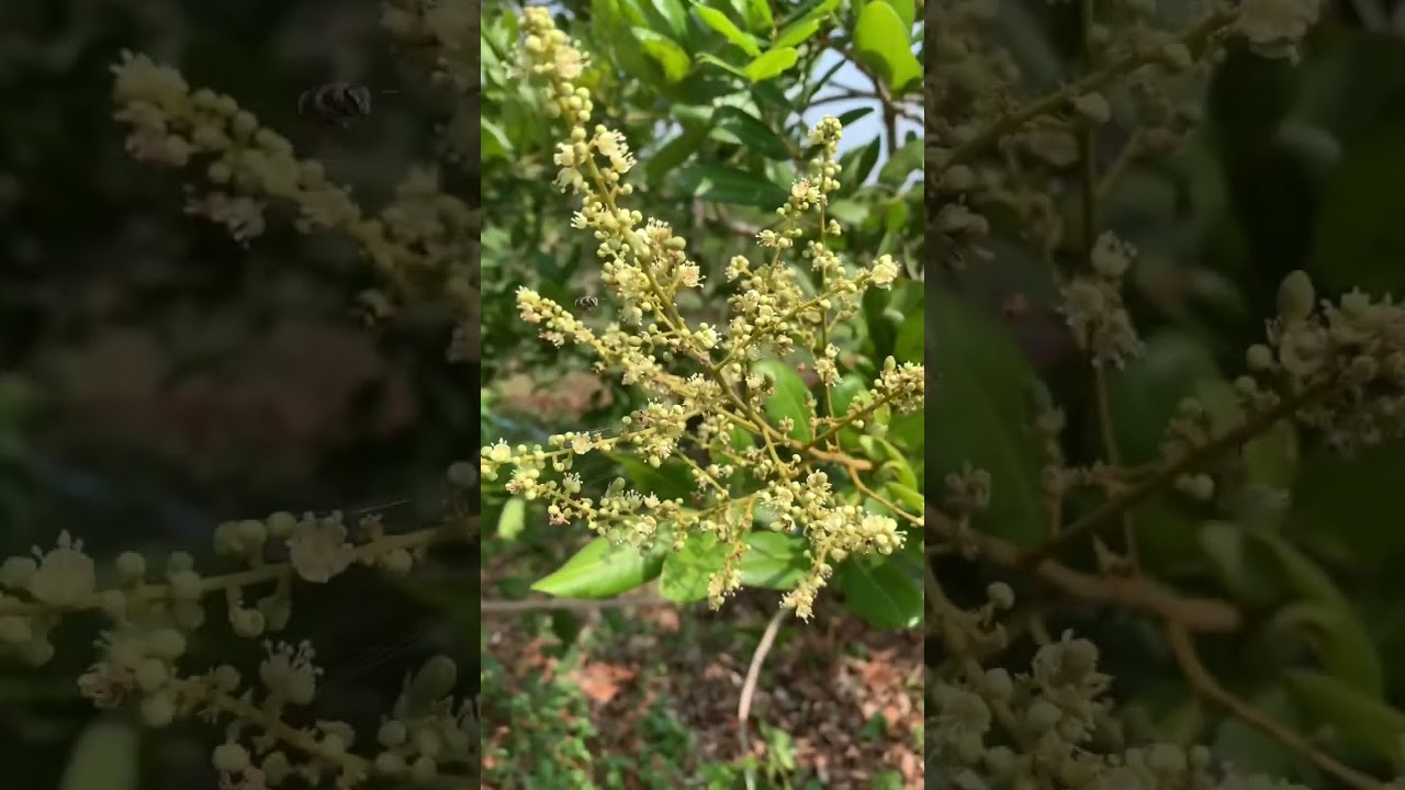 longan flower to fruit#video