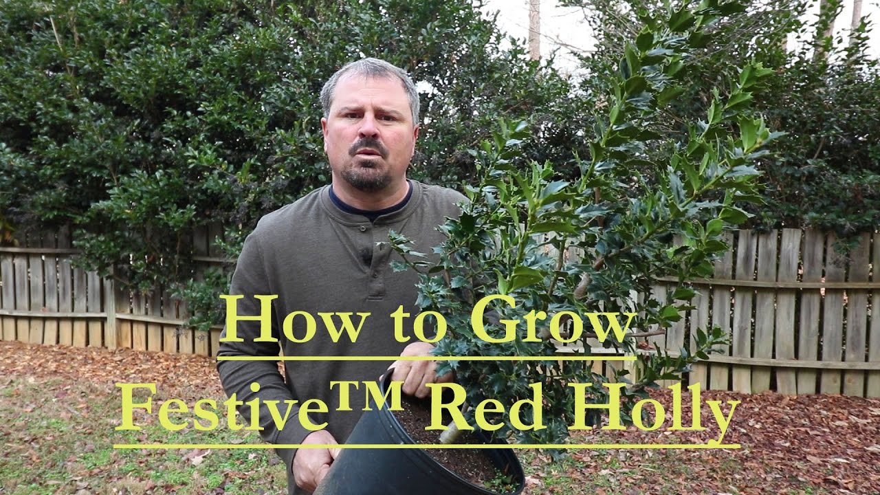 How to grow  Festive™ Red Holly with a detailed description