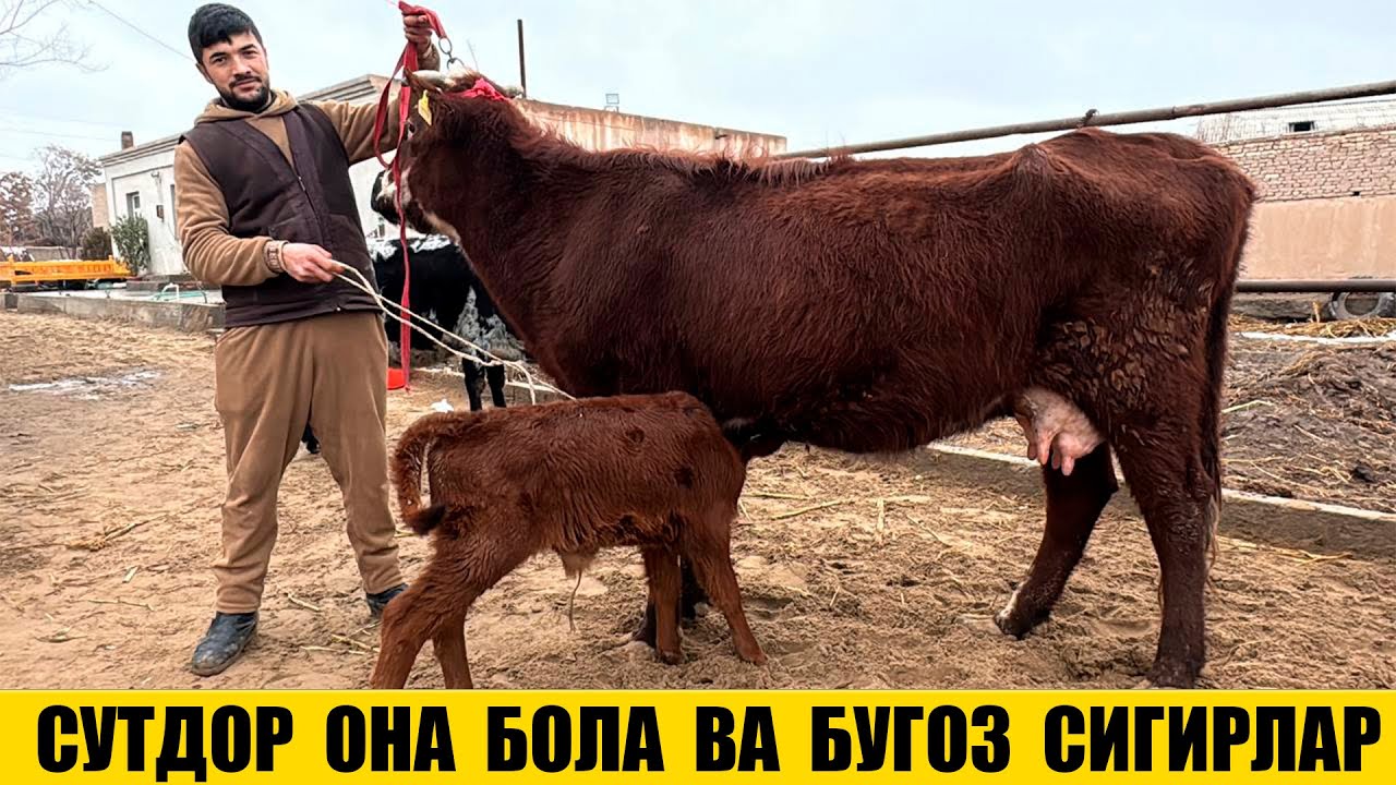 СУТДОР ОНА БОЛА ВА БУГОЗ СИГИРЛАР АРЗОН НАРХДА 09-02-2026