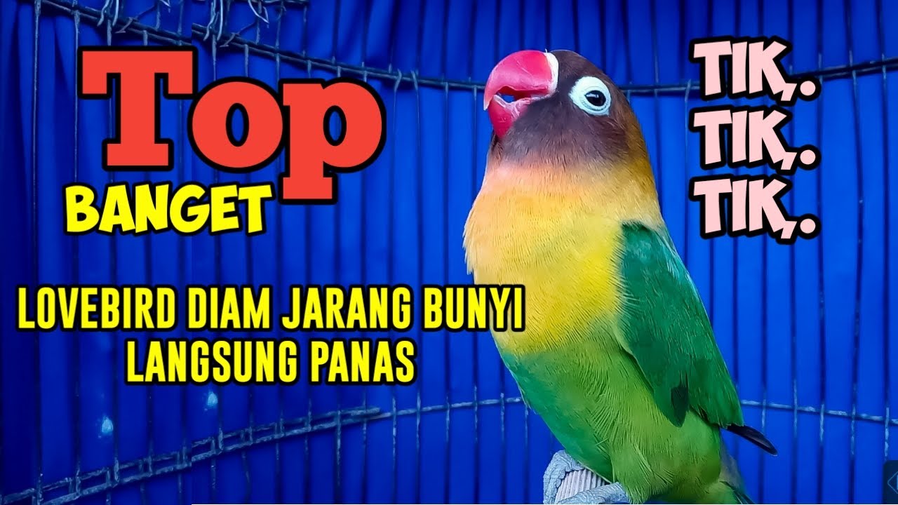 SUARA BURUNG LOVEBIRD NGEKEK PANJANG TIK TIK NGETIK TAJAM TOP BANGET BUAT PANCINGAN LOVEBIRD FIGHTER