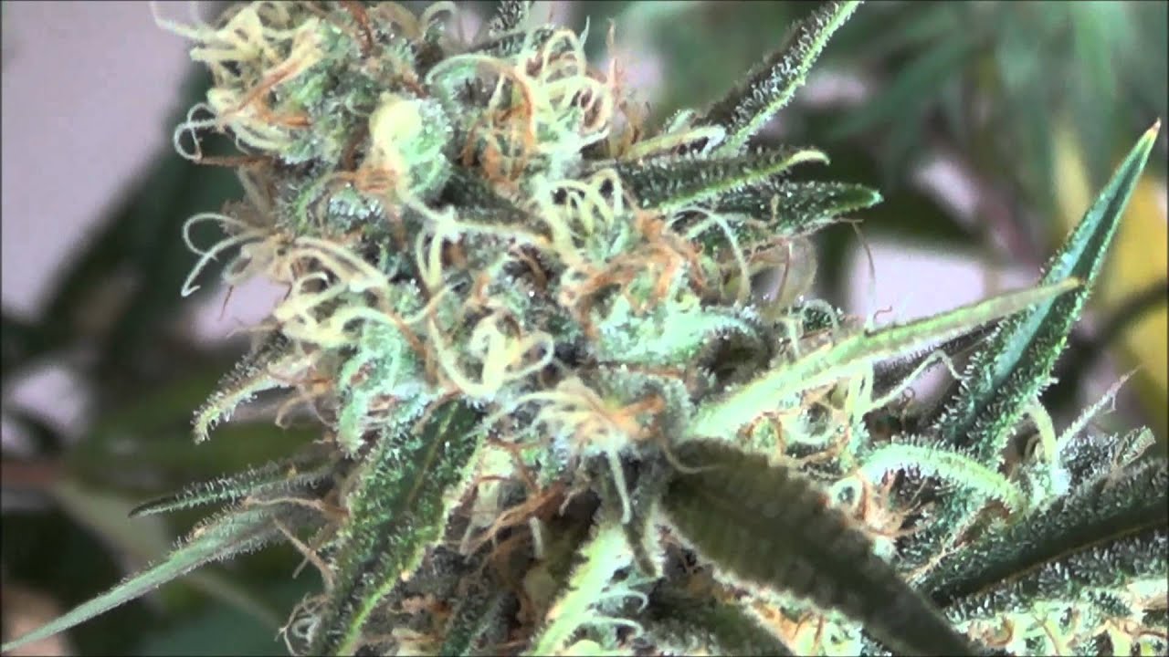 A closer Look at TGA's PlushBeRRy! Marijuana Grow