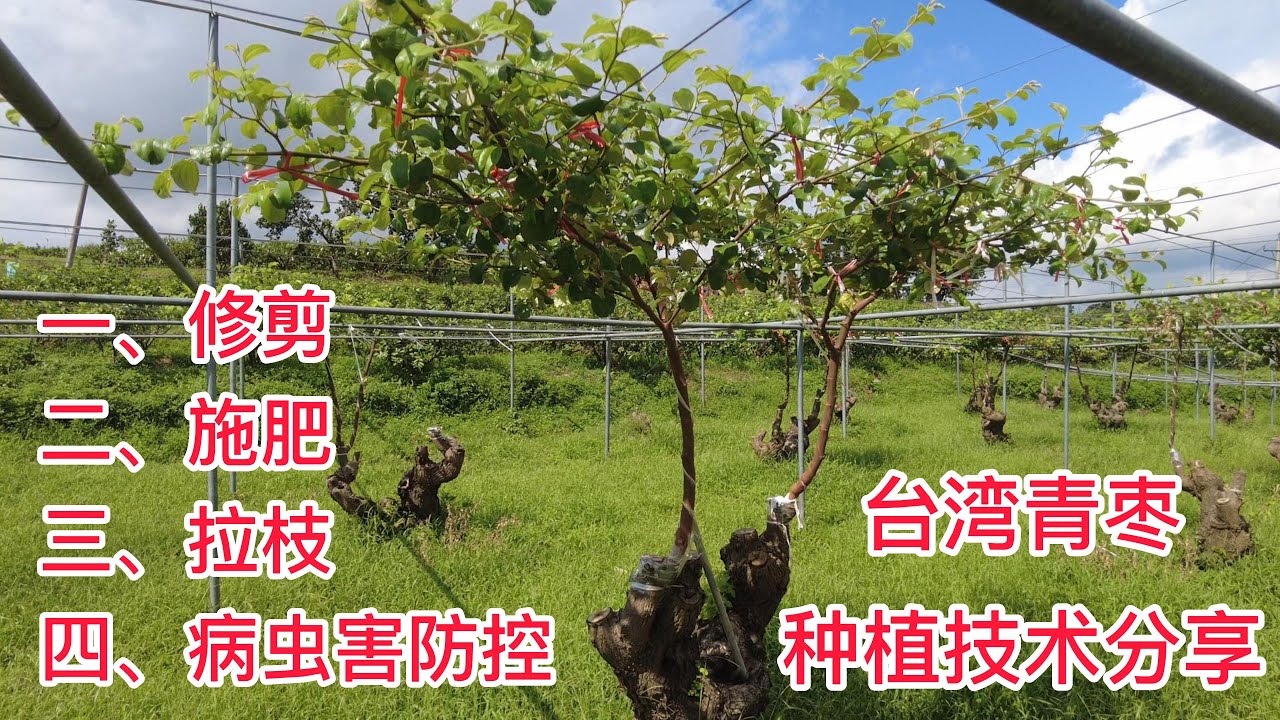 台灣青棗種植技術分享：修剪後及時施有機肥，100天后拉枝爬架子，方便打藥摘果Taiwan jujube planting technology sharing：pruning， fertilizing